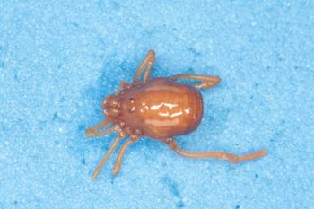 Media type: image; Invertebrate Zoology 14667